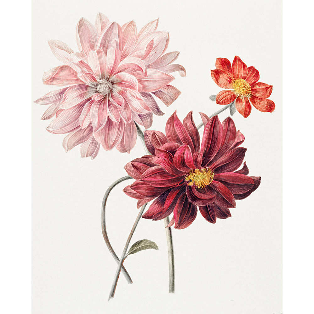 Dahlias Flower Painting By Number 2