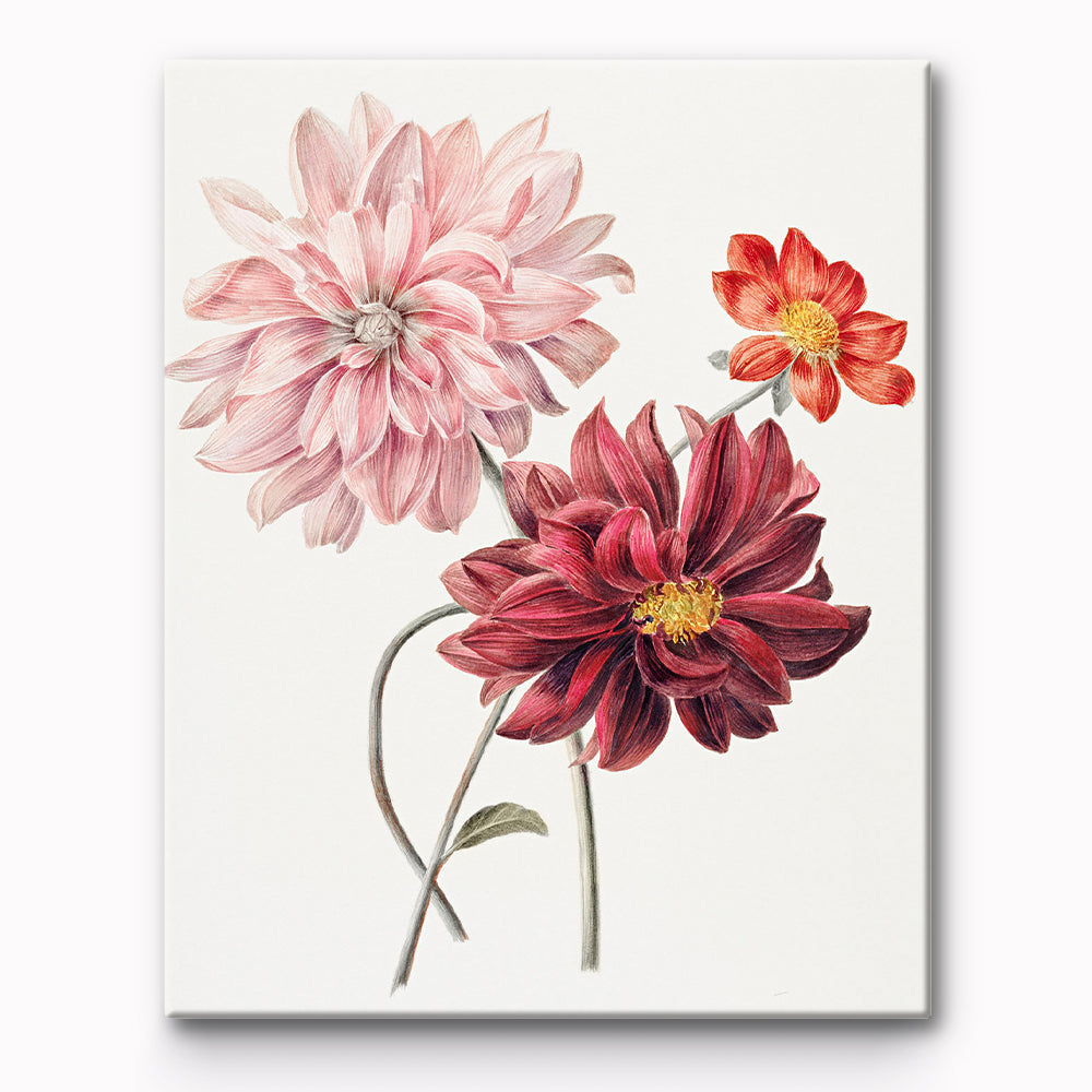 Dahlias Flower Painting By Number 1